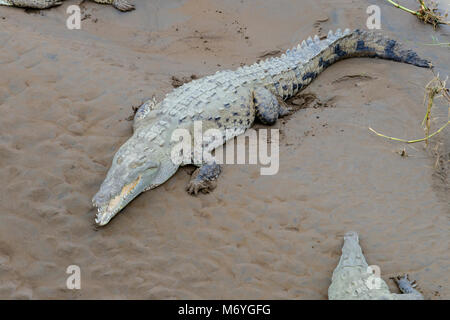 Coccodrillo americano, coccodrillo acutus, Rio Tarcoles, lato pacifico della Costa Rica Foto Stock