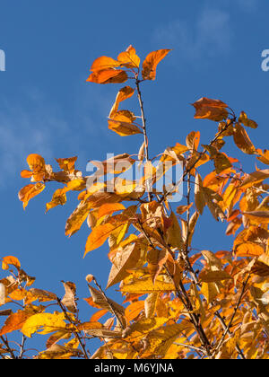 Golden fogliame di autunno di una ciliegia selvatica contro un profondo cielo blu Foto Stock