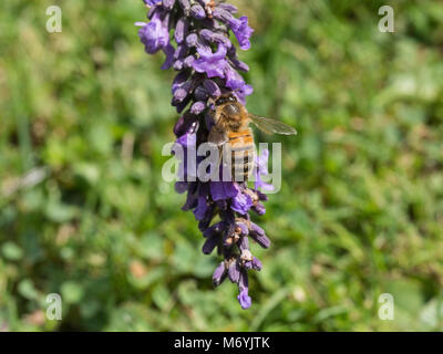 Close up di un miele delle api alimentazione su un fiore di lavanda spike Foto Stock
