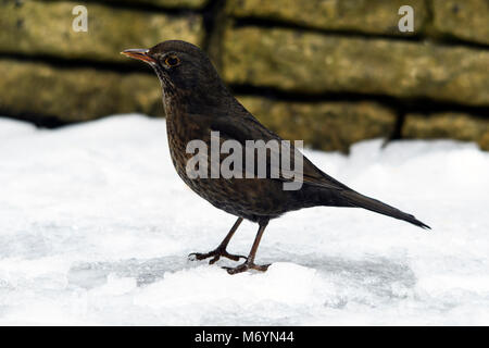 Merlo femmina nella neve dal bordo di un giardino murato ricerca e foraggio per il cibo. Foto Stock