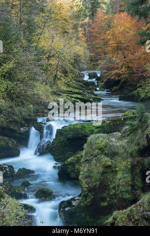 I colori autunnali nel Pertes de l'Ain, Jura, Franca Contea, Francia Foto Stock