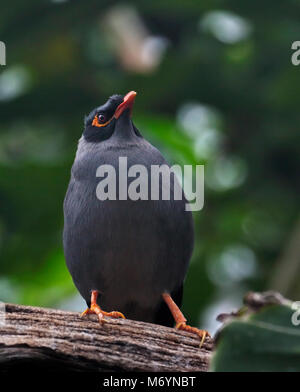 Bank Myna (acridotheres ginginianus) Foto Stock
