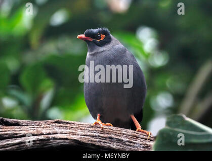 Bank Myna (acridotheres ginginianus) Foto Stock