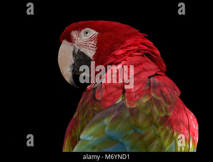 Green Winged Macaw (ara chloropterus) Foto Stock