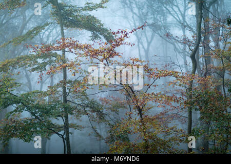 Una nebbiosa mattina autunnale nei boschi Everlanes, vicino Milborne Port, Somerset, Inghilterra, Regno Unito Foto Stock