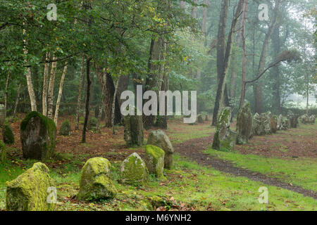 Il menhir megalitici del Alignements de Petit-Menec nel Bosco nebbioso all'alba, Carnac, Morbihan, Bretagne, Francia Foto Stock