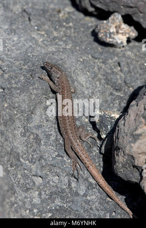 Atlantic Lizard (Gallotia atlantica) Foto Stock