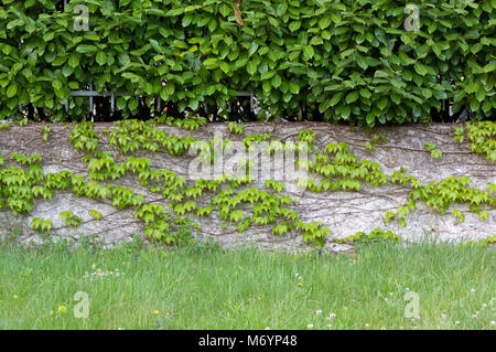 Siepe di alloro su una facciata esterna coperta da edera parete con un prato in primo piano Foto Stock