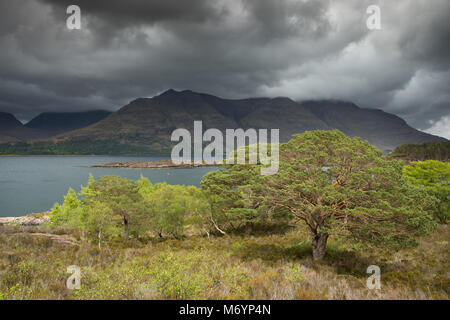 Caledonian Pini Aird Mhor sopra Loch Torridon, Ben Damh station wagon, Wester Ross, Scotland, Regno Unito Foto Stock