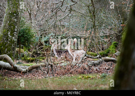 Una coppia di colore contrastante maggese Bucks fermo accanto a ogni altro nella nuova foresta entrambi aventi grandi corna di colore differente e cappotti Foto Stock