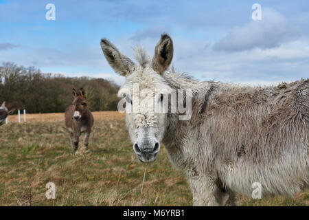 Una coppia di asini in un campo nella nuova area forestale, l'asino anteriore è rivolta direttamente verso la telecamera, con gli altri cercando off nella parte posteriore Foto Stock