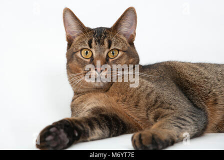 Carino wide-eyed parte abissino di giovane maschio cat guardando curiosamente Foto Stock