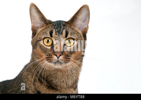 Carino wide-eyed parte abissino di giovane maschio cat guardando curiosamente Foto Stock