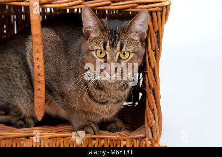 Carino wide-eyed parte abissino di giovane maschio cat giocando in un vecchio cesto di vimini Foto Stock