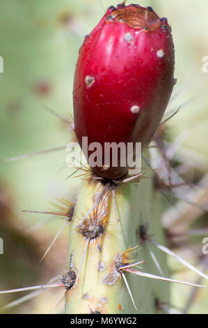 Ficodindia cactus da vicino Foto Stock