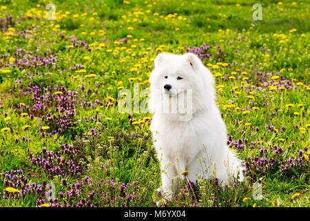 Bellissimo cane bianco samoiedo su erba verde all'aperto Foto Stock
