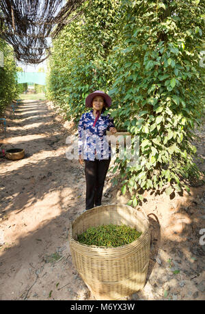 Cambogia pepe - un cambogiano donna pepe di prelievo dal vitigno pepe su una farm di pepe, Kampot, Cambogia del Sud-est asiatico Foto Stock