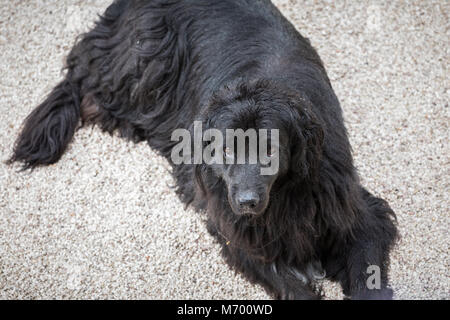 Oberland Mountain Dog sitter in cantiere Foto Stock