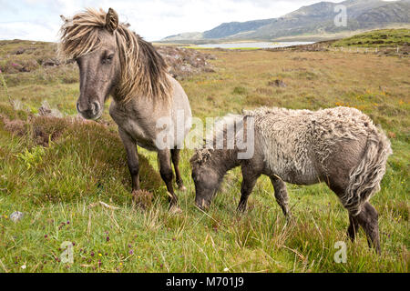 Pony Shetland sud Uist Ebridi Esterne della Scozia Foto Stock