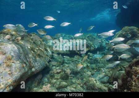 Secca di pesce orata salpe porgy, subacquea nella riserva marina di Cerbere Banyuls, Mediterraneo, Pyrenees-Orientales, Francia Foto Stock