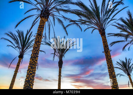 Più illuminati palme a La Jolla, California Foto Stock