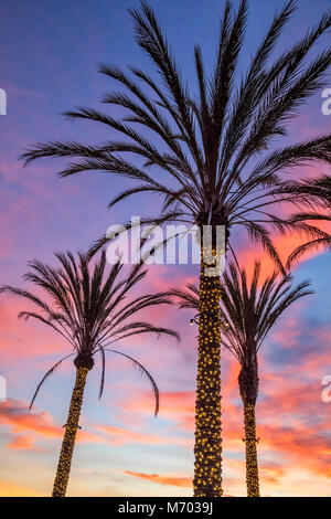 Tre illuminati palme a La Jolla, California Foto Stock