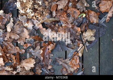 Foglie di quercia giacente su teak terras in autunno/inverno Foto Stock