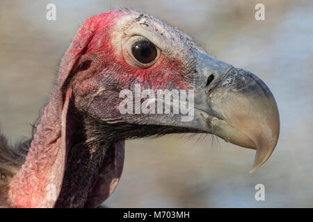 Avvoltoio Lapped-Face Sud Africa Foto Stock