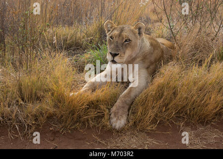 Leonessa avente il resto parco nazionale Kruger Foto Stock