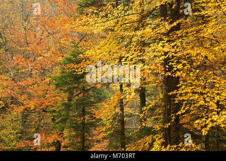 I colori autunnali nel Pertes de l'Ain, Jura, Franca Contea, Francia Foto Stock