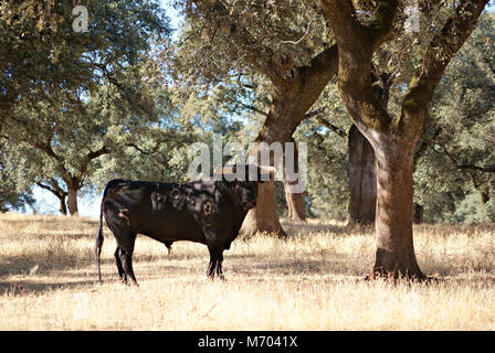 Sapnish bull stallone nel prato con querce da sughero Foto Stock