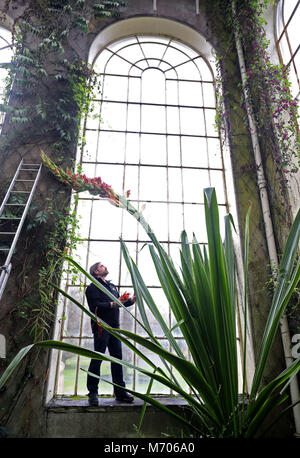 Giardiniere Simon Allan controlla il 16ft flower spike del Doryanthes palmeri, noto anche come il gigante lancia giglio, in stile vittoriano Palm Temperate House presso il Royal Botanic Garden Edinburgh. È la prima volta che la pianta ha fiorito in 60 anni. Foto Stock