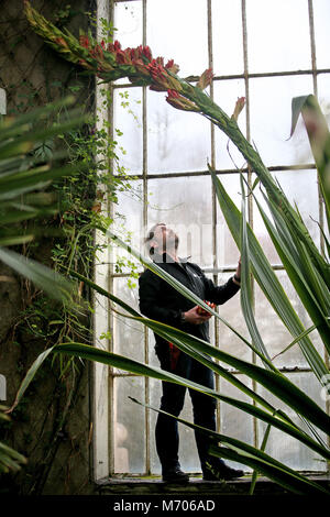 Giardiniere Simon Allan controlla il 16ft flower spike del Doryanthes palmeri, noto anche come il gigante lancia giglio, in stile vittoriano Palm Temperate House presso il Royal Botanic Garden Edinburgh. È la prima volta che la pianta ha fiorito in 60 anni. Foto Stock