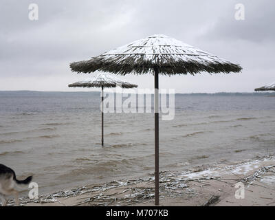 Vuoto spiaggia con ombrelloni e un cane che corre sulla sabbia, outdoor foto ritagliata Foto Stock