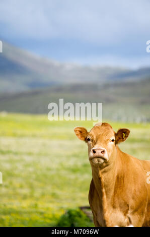 Singola vacca Limousine in wildlife machair pascoli con le colline del sud Uist in background Foto Stock