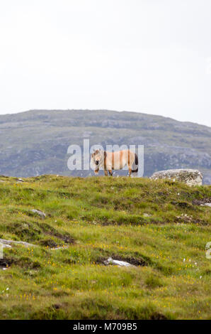 Pony selvatici sulle colline a Lochdruidibeg, Isola di South Uist, Ebridi Esterne, Scotland, Regno Unito Foto Stock