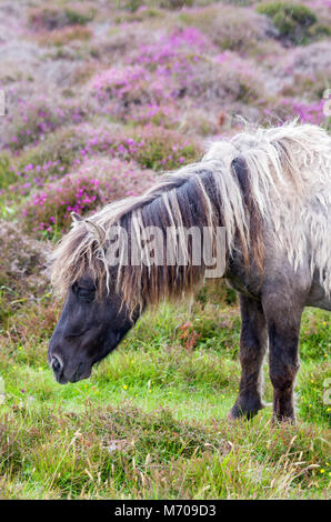 Pony selvatici sulle colline a Lochdruidibeg, Isola di South Uist, Ebridi Esterne, Scotland, Regno Unito Foto Stock