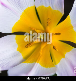 Una macro shot del nano tulip lilac wonder. Foto Stock