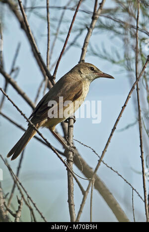 Oriental Reed trillo (Acrocephalus orientalis) adulto arroccato su ramoscello Hebei, la Cina può Foto Stock