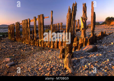 Il vecchio legno decaduto pennelli su di un Galles del Nord spiaggia al tramonto Foto Stock