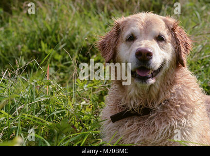 Un wet golden retriever cane in posa per una foto con un sorriso sul suo viso dopo una nuotata nel lago Priorslee Foto Stock