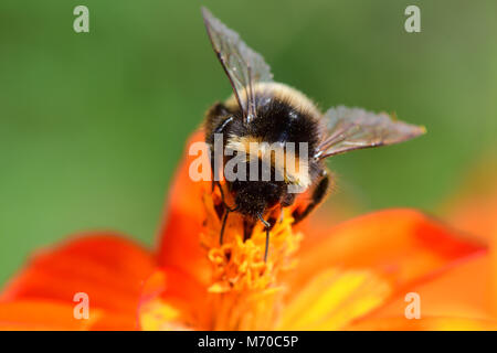Ripresa macro di un Bumble Bee impollinatori un arancio coreopsis fiore Foto Stock