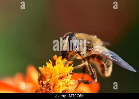 Ripresa macro di un ape impollinazione un arancio coreopsis fiore Foto Stock