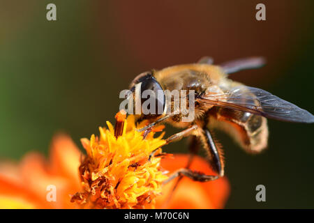 Ripresa macro di un ape impollinazione un arancio coreopsis fiore Foto Stock