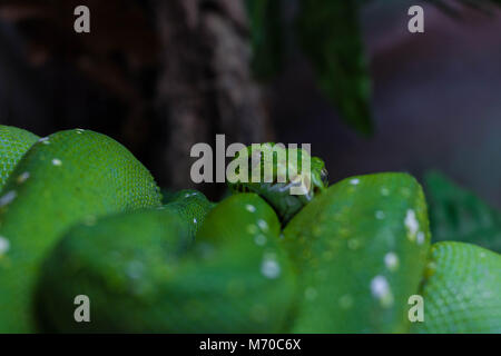 Green Tree Python Foto Stock