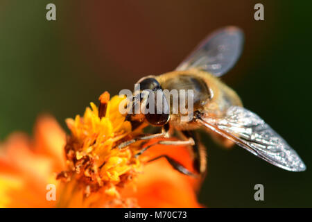 Ripresa macro di un ape impollinazione un arancio coreopsis fiore Foto Stock