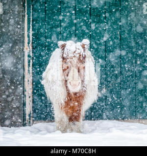 Pony in miniatura in una tempesta di neve, Manitoba, Canada. Foto Stock