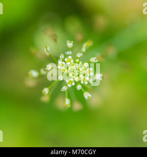 Una macro shot di alcuni delicati fiori bianchi. Foto Stock