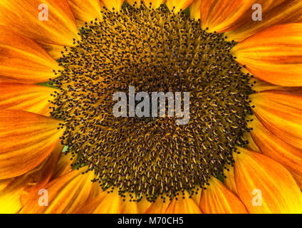 Una macro shot del centro di un girasole. Foto Stock
