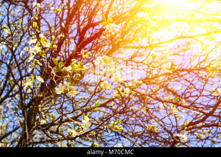 Melo, primavera fiorisce in uno sfondo morbido di rami e sky, la primavera fiori bianchi, sfondo naturale con la luce solare Foto Stock